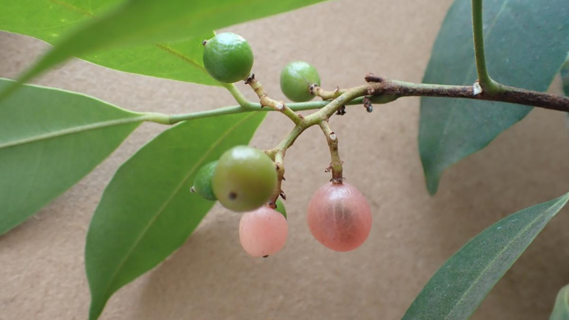 Bưởi bung - vị thuốc hỗ trợ sức khỏe phụ nữ sau sinh 1