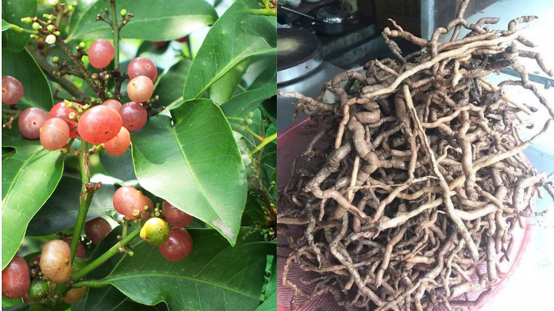 Bưởi bung - vị thuốc hỗ trợ sức khỏe phụ nữ sau sinh 2