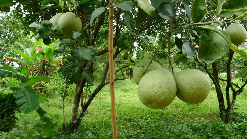 Bưởi da xanh là loại bưởi đặc trưng bởi lớp vỏ màu xanh lục, ruột hồng đỏ