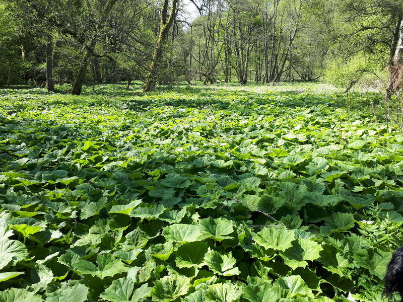 Butterbur là gì? Tìm hiểu về butterbur3