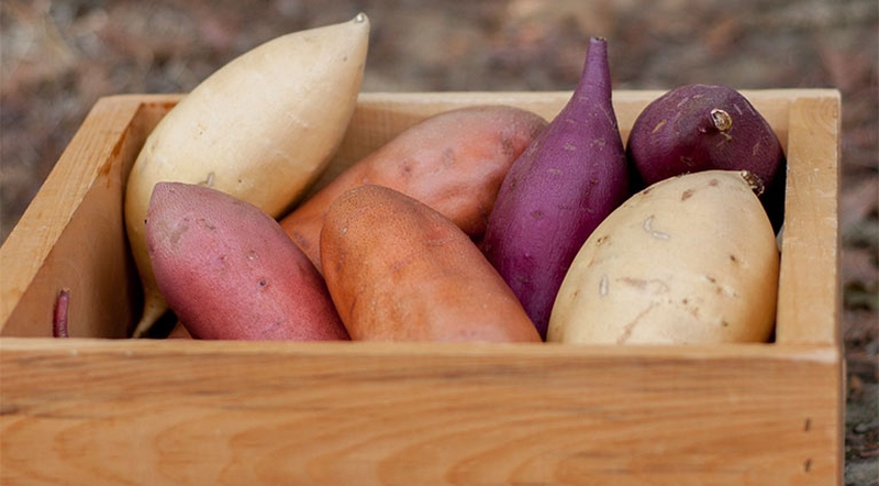 nhung-thuc-pham-dai-ky-voi-ca-chua-khong-phai-ai-cung-biet-2