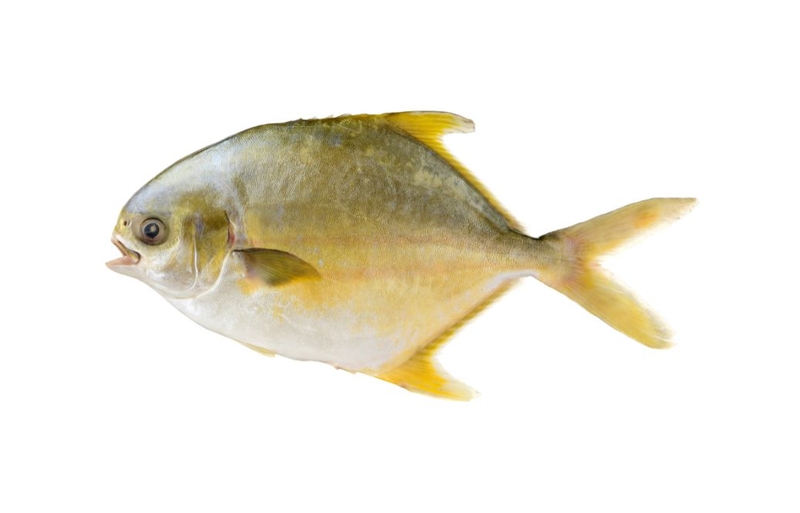 Cá bạc má chiên bao nhiêu calo? Ăn cá bạc má chiên có tăng cân không? 1