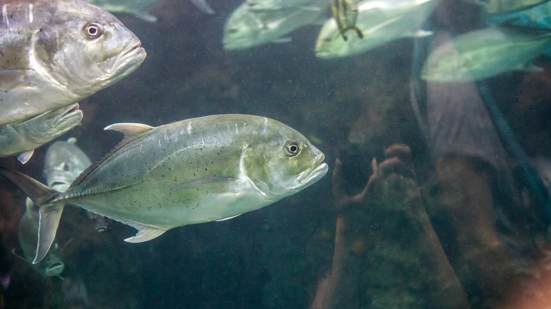 Cá bè có giá trị dinh dưỡng và lợi ích sức khỏe như thế nào? 2