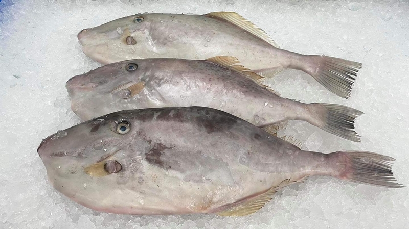 Cá bò da có chất dinh dưỡng gì và lợi ích sức khỏe mà nó mang lại? 2