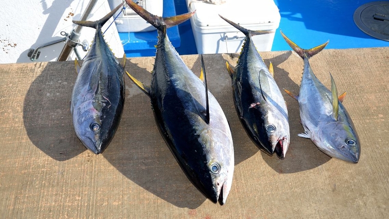 Khi được dùng đúng cách, cá bò gù mang đến nhiều lợi ích cho sức khỏe