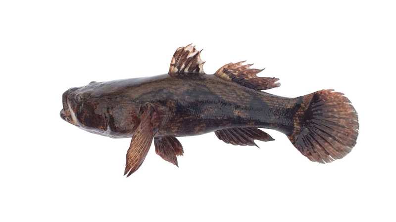 Cá bống tượng là loại cá bống kích thước lớn, có giá trị dinh dưỡng cao