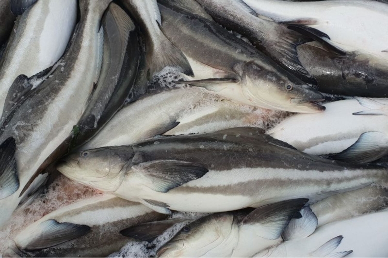 Cá bớp có tốt cho sức khỏe không? Có nên ăn thường xuyên không? 3