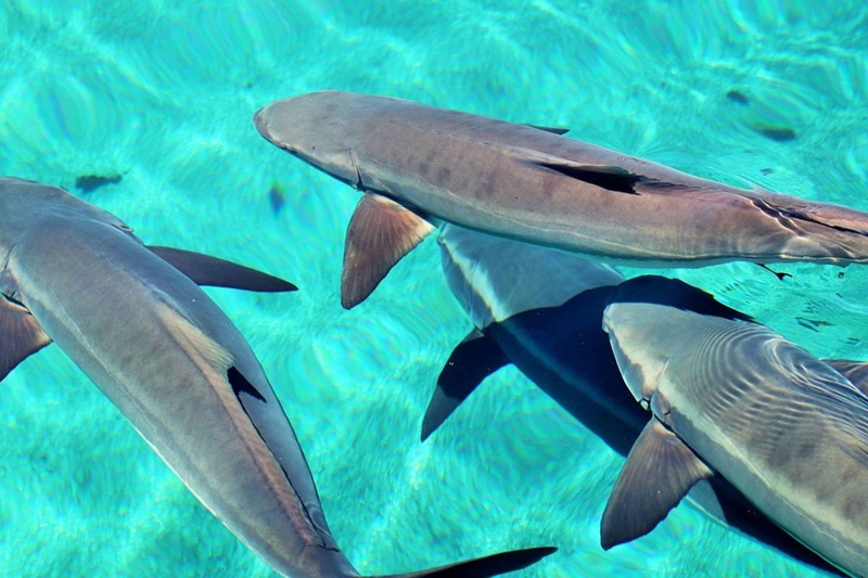 Cá bớp có tốt cho sức khỏe không? Có nên ăn thường xuyên không? 4