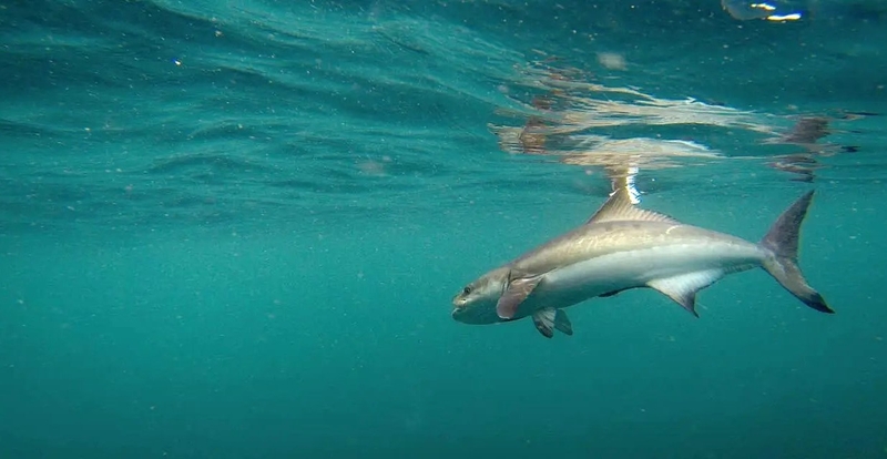 Cá bớp có tốt cho sức khỏe không? Có nên ăn thường xuyên không? 5