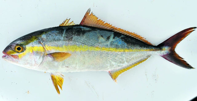 Các món ăn vô cùng hấp dẫn từ cá cam 2