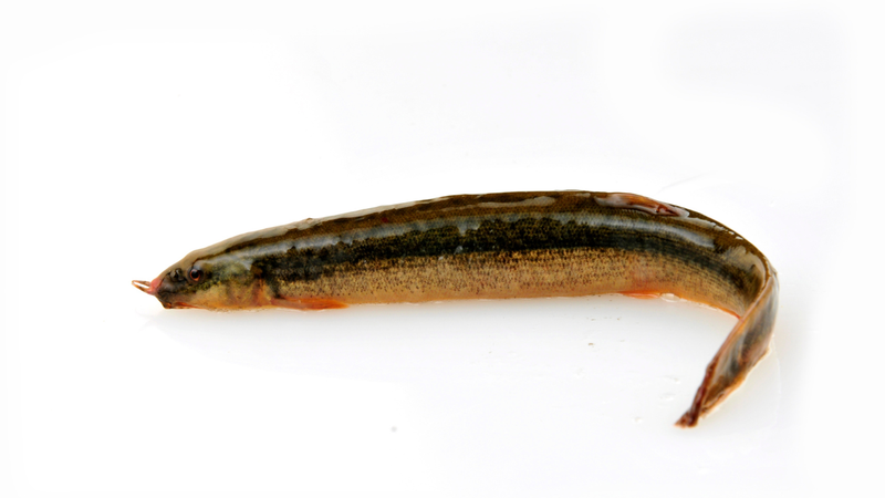 Cá chạch có thân hình dài, trơn láng giống như lươn nhưng nhỏ hơn và có da trơn bóng, không vảy