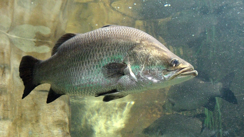 Cá chẽm bao nhiêu calo? Ăn nhiều có béo hay không? 1