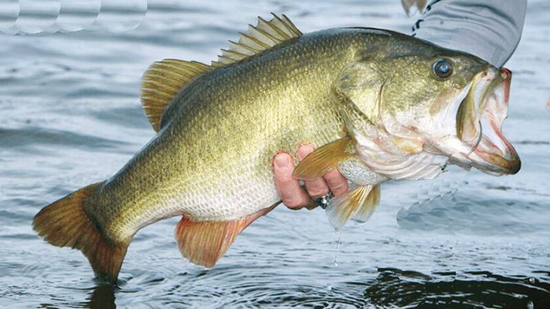 Cá chẽm bao nhiêu calo? Ăn nhiều có béo hay không? 2