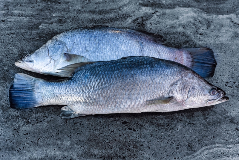 Cá chẽm: Khám phá lợi ích sức khỏe và những điều thú vị 2