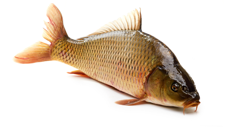 Thịt cá chứa nhiều protein, omega-3, vitamin và khoáng chất