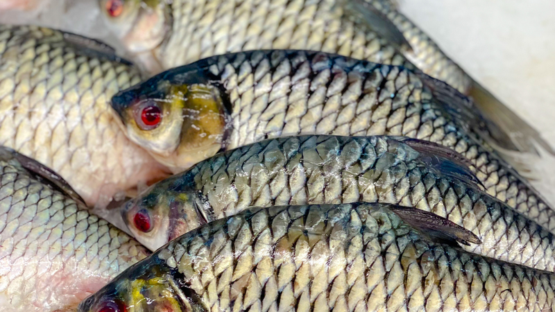 ca-chep-ky-gi-nhung-thuc-pham-khong-nen-an-kem-voi-ca-chep (4).png