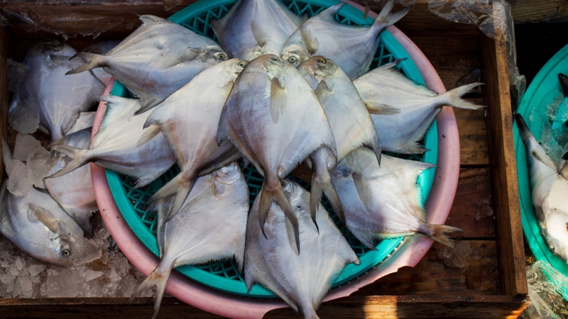 Cá chim biển: Giá trị dinh dưỡng và những lợi ích cho sức khỏe 1