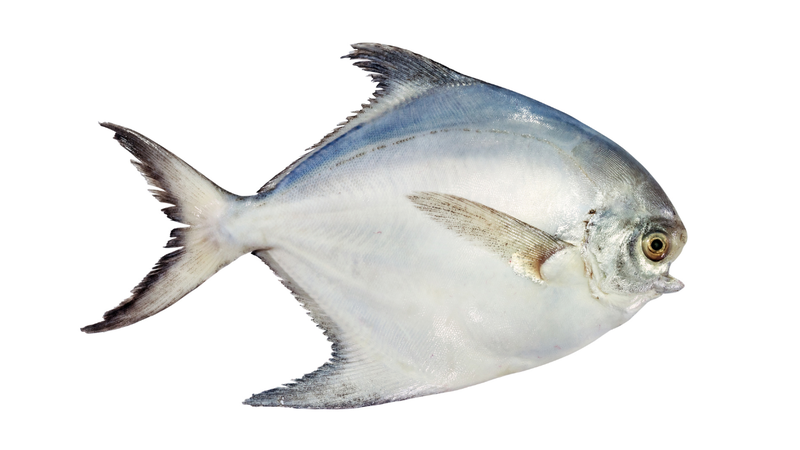 Cá chim nước ngọt cung cấp vitamin và khoáng chất thiết yếu