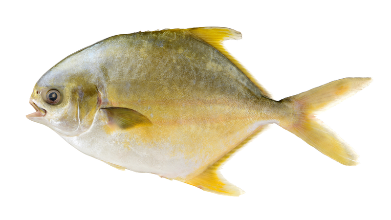 Cá chim nước ngọt sở hữu thân hình thoi, dẹt sang hai bên