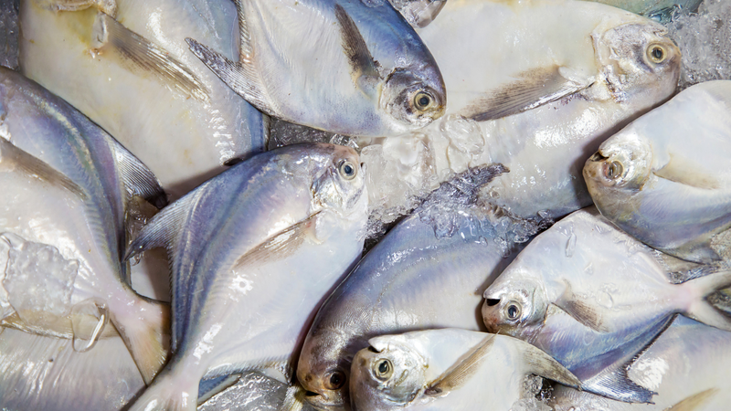 Cá chim nước ngọt  là loài cá ăn tạp, thức ăn đa dạng từ thực vật thủy sinh