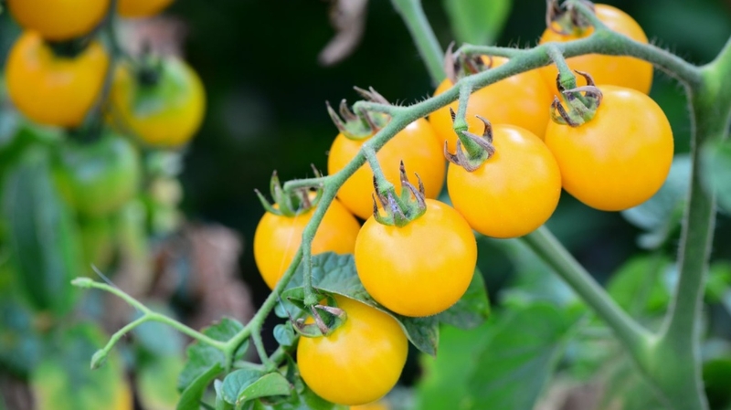 Cà chua bi vàng và những lợi ích tuyệt vời đối với sức khỏe 2