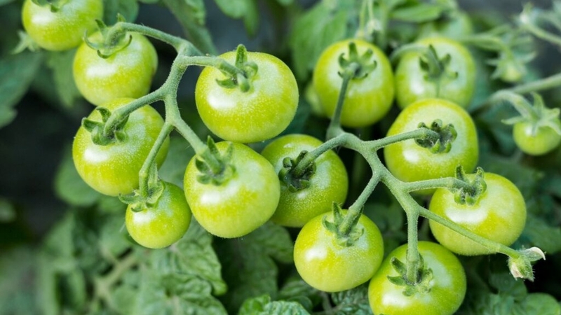 Cà chua cherry đỏ ăn sống được không? Bật mí công dụng của cà chua cherry 4