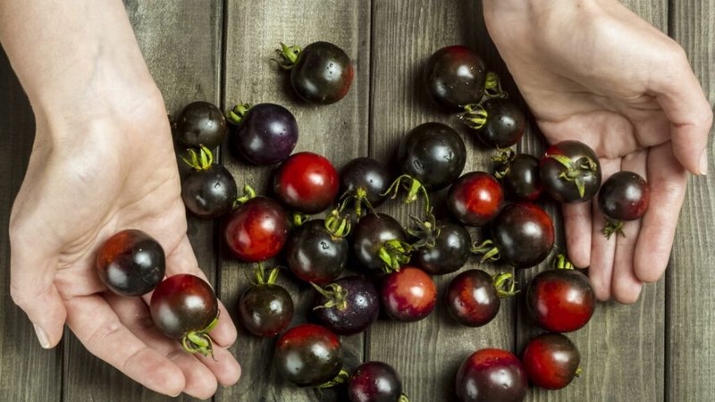 Cà chua đen và những lợi ích tuyệt vời đối với sức khỏe 3