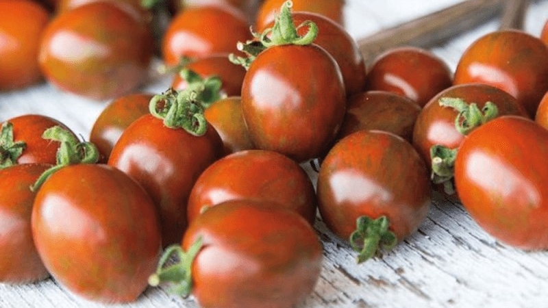 Cà chua socola có tốt không? Những lợi ích sức khỏe ít ai ngờ đến 1