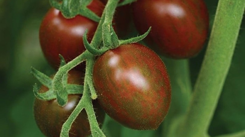 Cà chua socola có tốt không? Những lợi ích sức khỏe ít ai ngờ đến 5