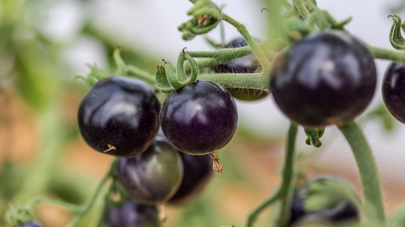 Cà chua tím có tác dụng gì? Giá trị dinh dưỡng có trong cà chua tím 1