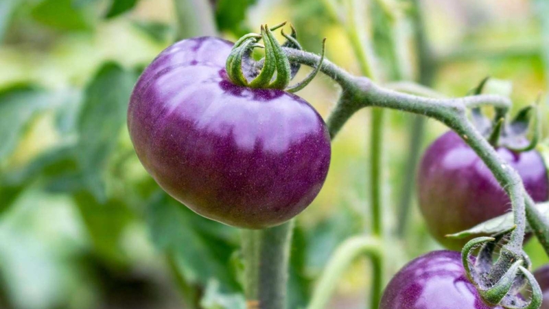 Cà chua tím có tác dụng gì? Giá trị dinh dưỡng có trong cà chua tím 2