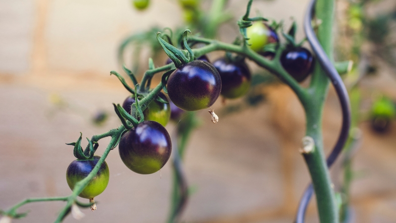 Cà chua tím có tác dụng gì? Giá trị dinh dưỡng có trong cà chua tím 4