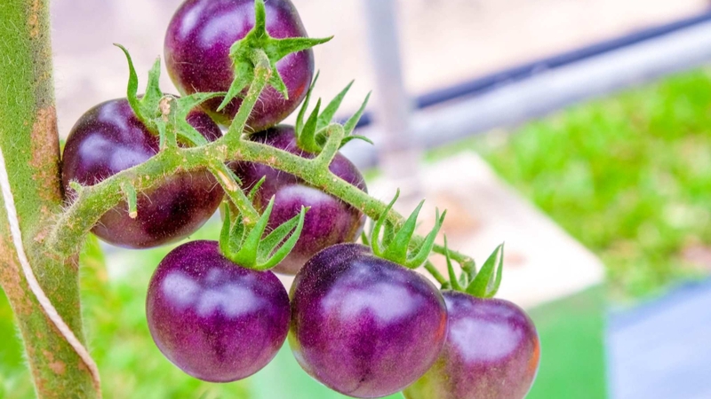 Cà chua tím có tác dụng gì? Giá trị dinh dưỡng có trong cà chua tím 5