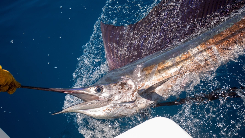 Cá cờ biển: Những điều cần biết về loại cá bổ dưỡng này 1