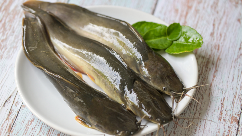 Cá trê có da trơn bóng