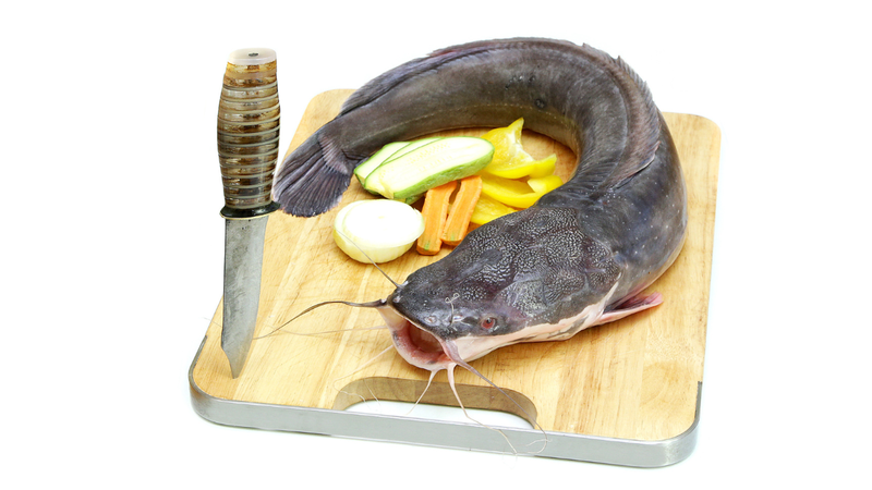 Cá da trơn cũng chứa 1 lượng omega-3