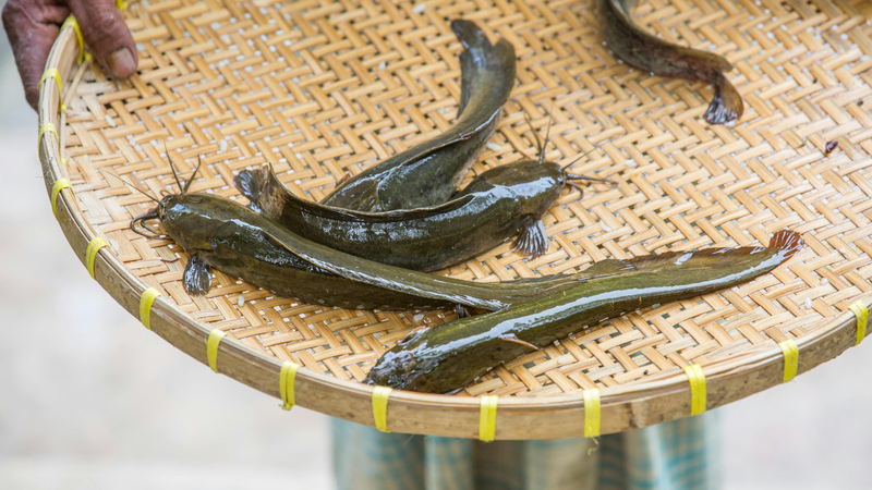 Khi mua cá da trơn nên ưu tiên được nuôi trồng hoặc đánh bắt tại những vùng nước sạch