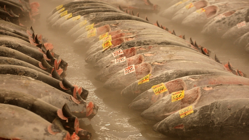 Cá để đông lạnh được bao lâu? Cách bảo quản cá tươi ngon 2