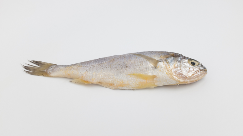 Cá đù có thân hình bầu dục, dẹt và dài