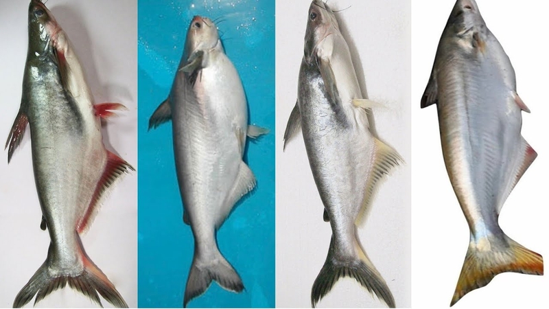 Cá dứa là cá gì? Cá dứa có thực sự tốt cho sức khỏe? 5