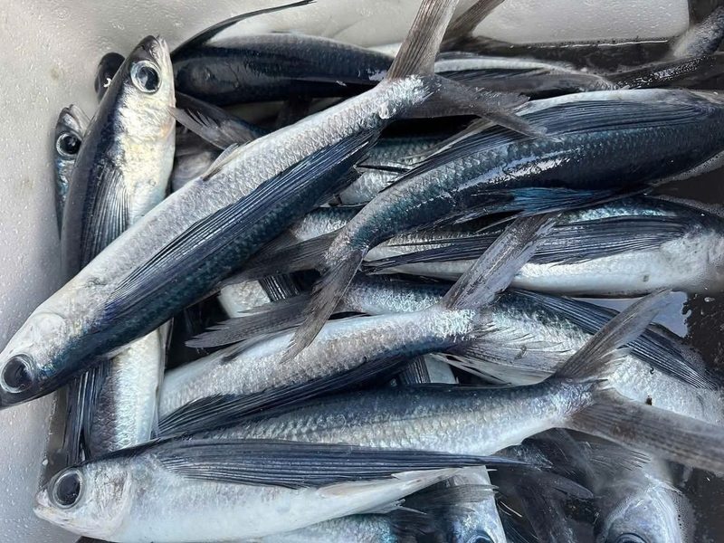 Cá chuồn giàu omega 3 tốt cho tim mạch