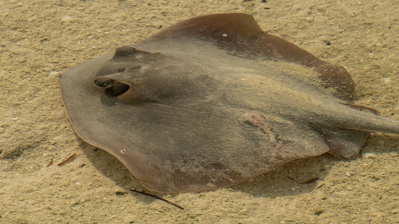 Cá đuối: Ăn có tốt không? Giá trị dinh dưỡng và lưu ý khi sử dụng 2