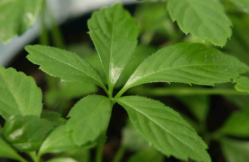 Cà gai leo có chữa được gan nhiễm mỡ không? 2