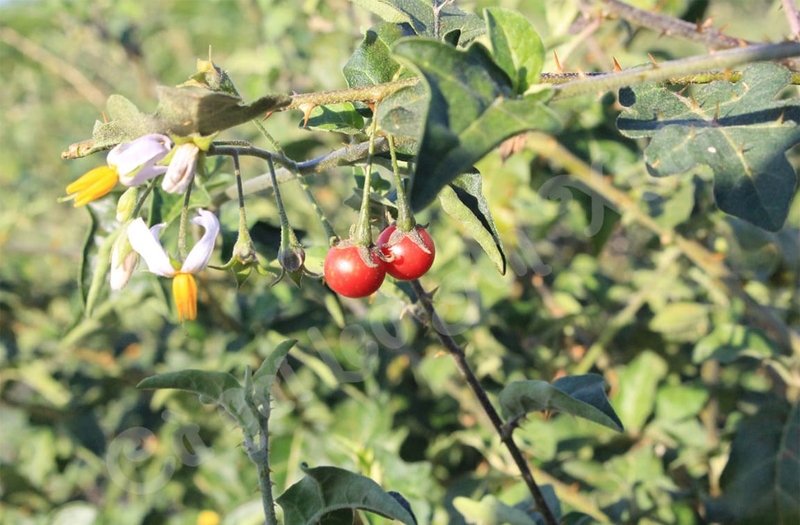 Cà gai leo có chữa được gan nhiễm mỡ không? 1