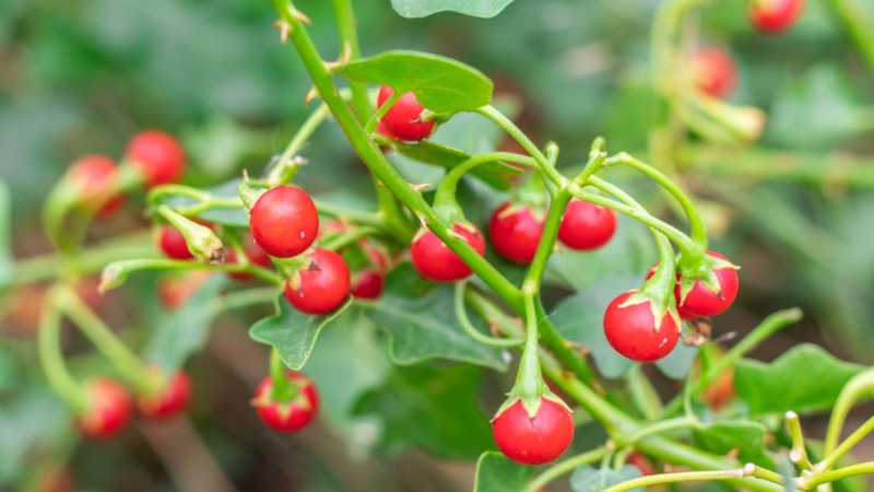 Cà gai leo công dụng là gì? Cách sử dụng cà gai leo hiệu quả và an toàn 1