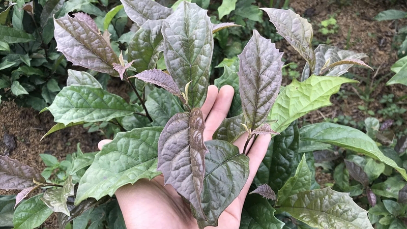 Cà gai leo và mật nhân: Công dụng, đặc điểm và những lưu ý khi sử dụng 1