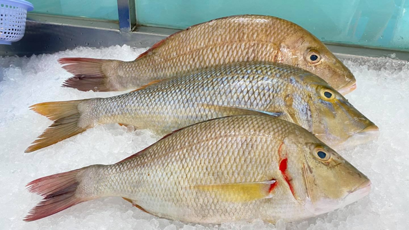 Cá gáy có ngoại hình khá giống cá chép,  thân trên dày và tròn, phần dưới dẹt sang hai bên