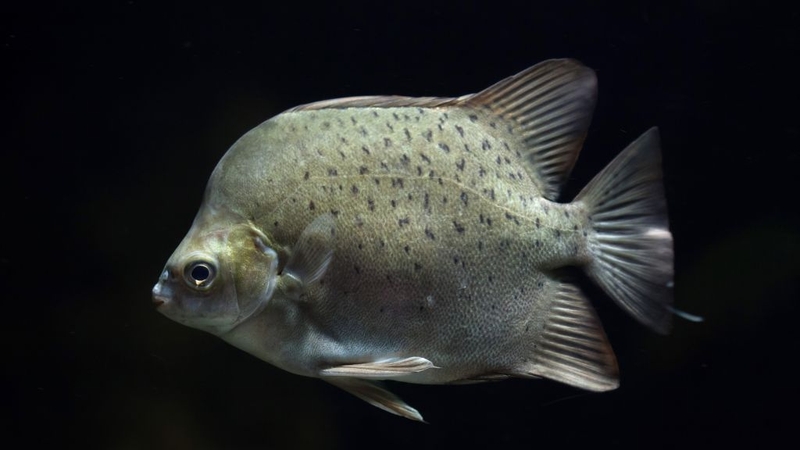 Cá Hói: Giá Trị Dinh Dưỡng Và Lợi Ích Khi Ăn 1