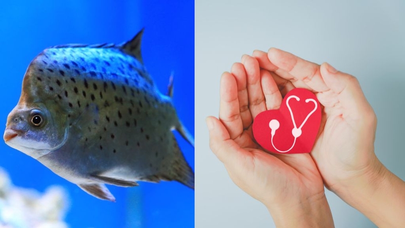 Cá Hói: Giá Trị Dinh Dưỡng Và Lợi Ích Khi Ăn 2