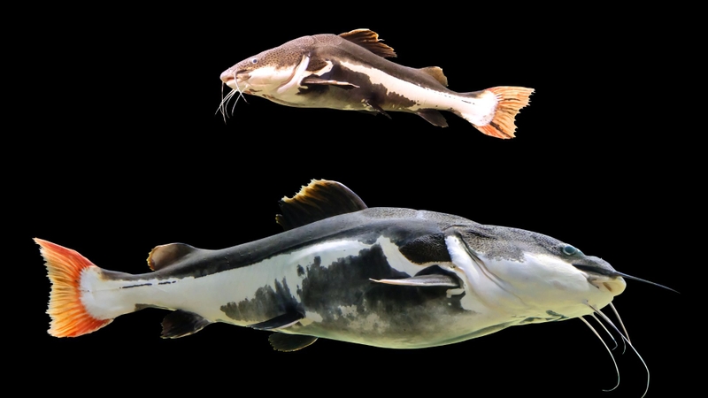 Cá hồng vĩ: Giá trị dinh dưỡng, lợi ích sức khỏe và cách chế biến đúng cách 1